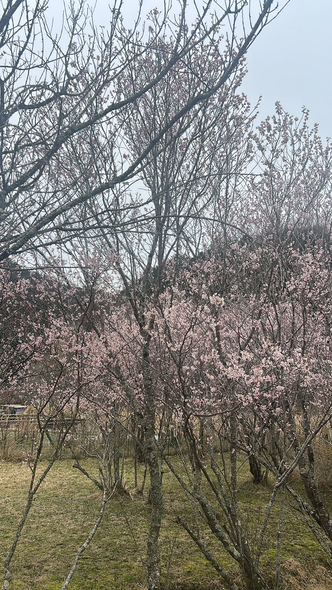 Takano_Under's tweet photo. 山桜発見 https://t.co/IzeV2Bm2S6