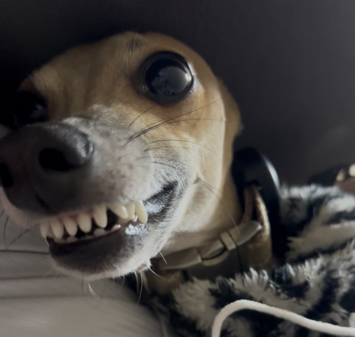 イタグレミラノ♀トリノ♂ tweet media