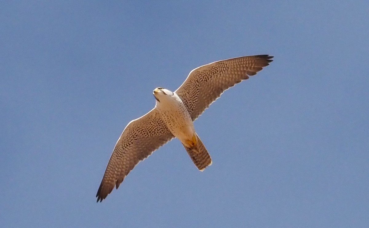 Barcelona Birding Point tweet media