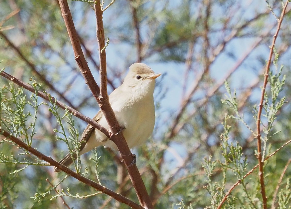 Barcelona Birding Point tweet media