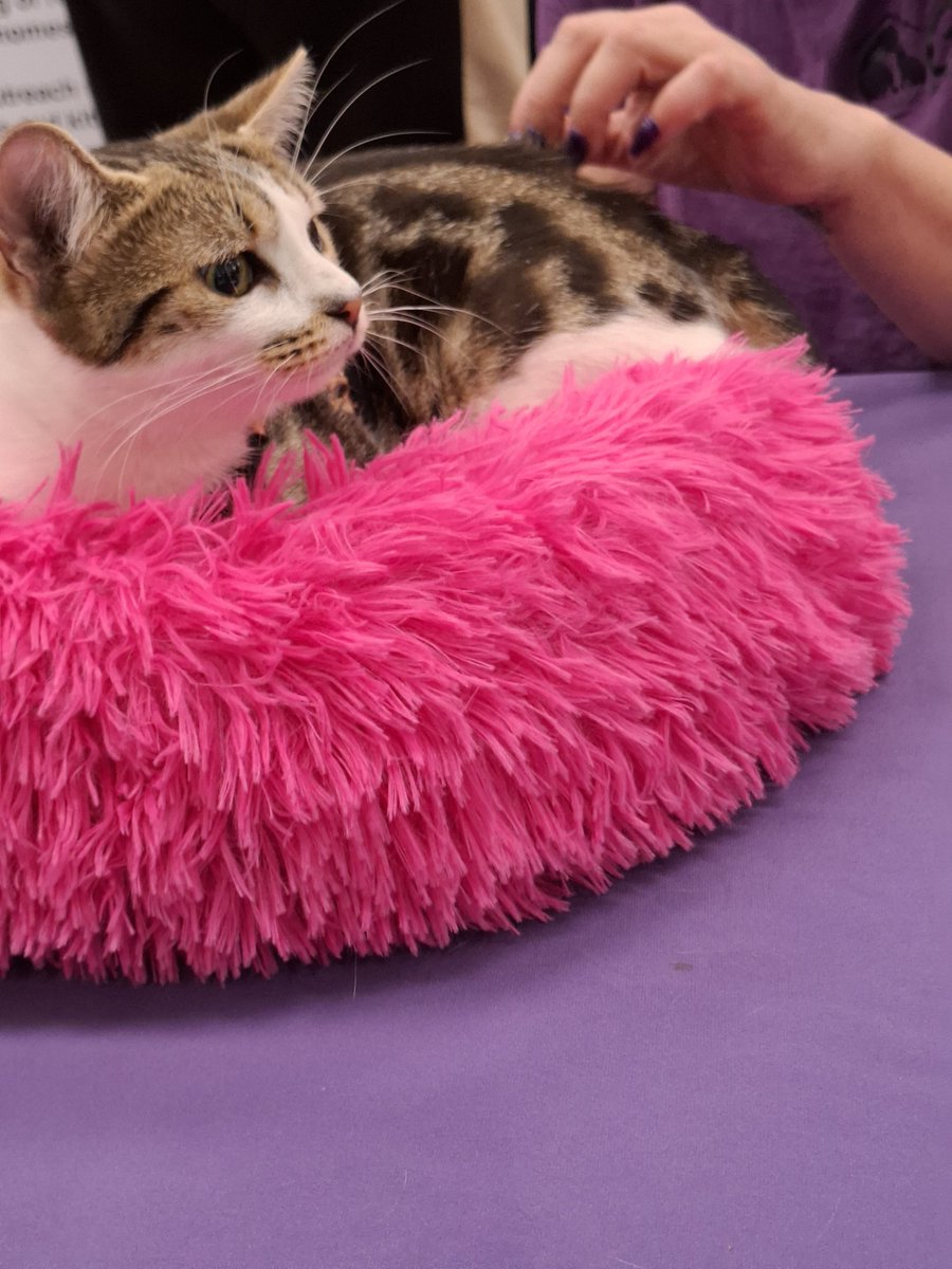 Atticus The Catticus. Xtreme sleeping Champion. tweet media