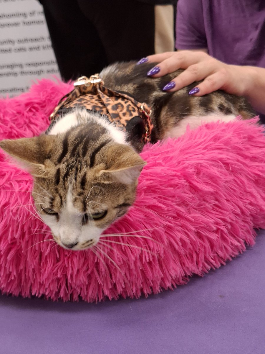 Atticus The Catticus. Xtreme sleeping Champion. tweet media