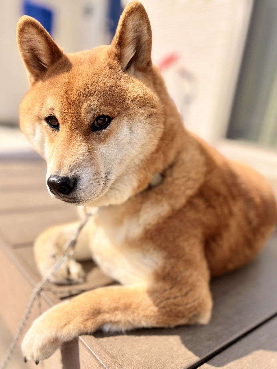 三連休最終日、ぽかぽか陽気の今日は日向ぼっこ日和☀️.°