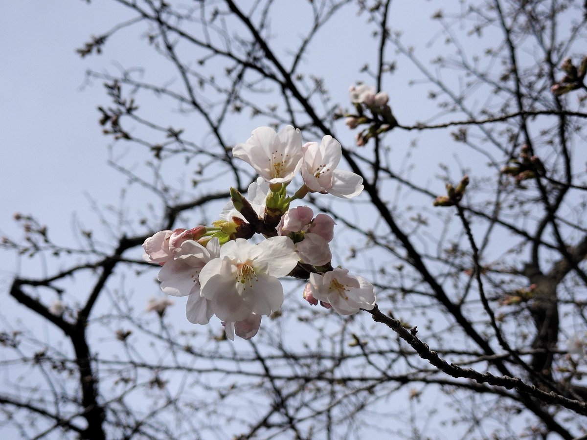 横浜地方気象台のサクラ標準木に花弁三輪は確認出来ましたが開花は認められず！明日以降になる見込み。横浜の標準木は高齢なので元気なし！元町のシドモア桜、元町公園の桜も開花を確認したので(個人的に)開花したと判断します(^^)
#横浜地方気象台
#桜標準木
#開花なし