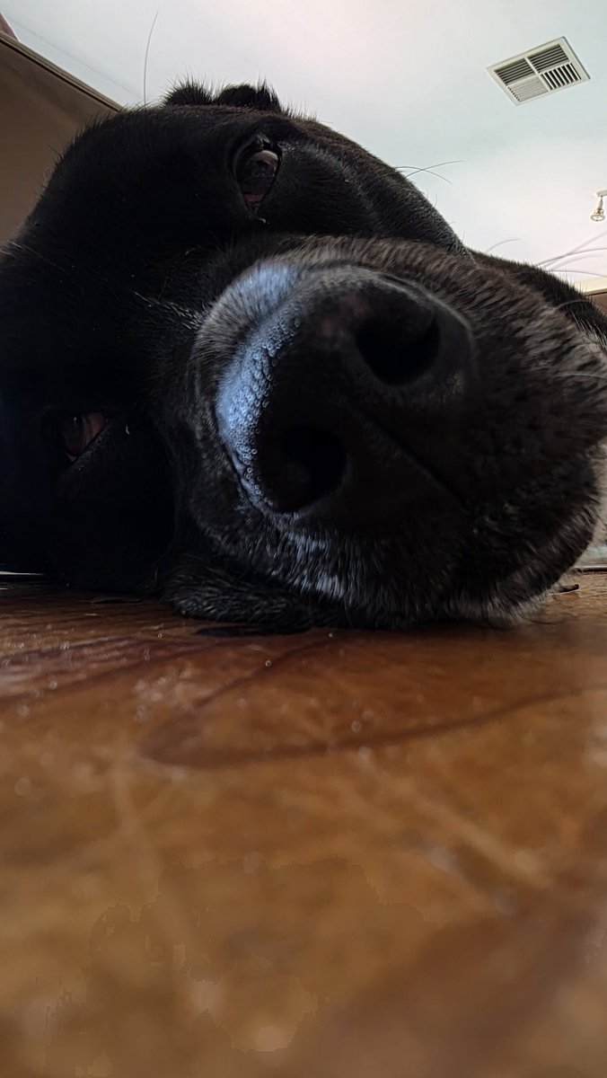 WE LOVE ESSENDON tweet media