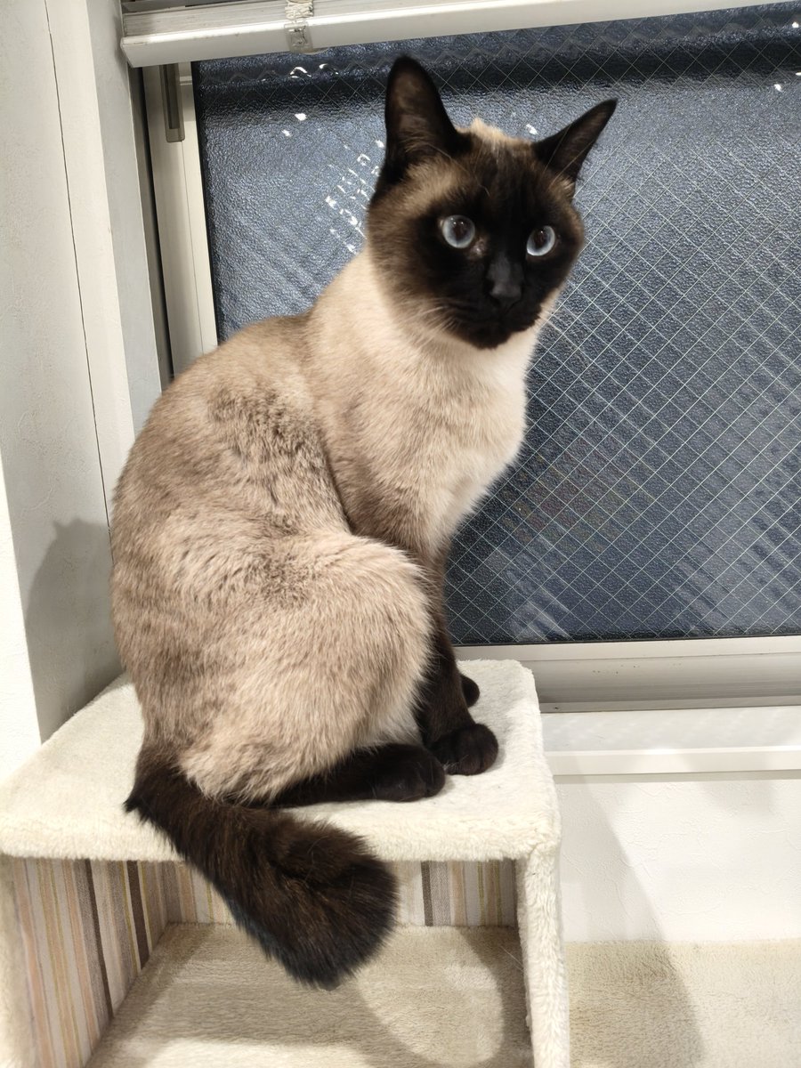 ポヌ吉とニッキとｶﾞﾝﾁｬﾝ tweet media