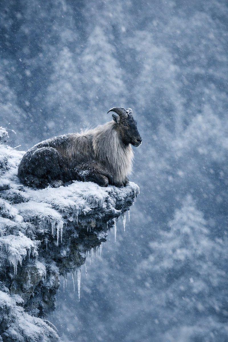 GabrielCaed's tweet photo. Hace frío en la cima https://t.co/NjU06YnIsC