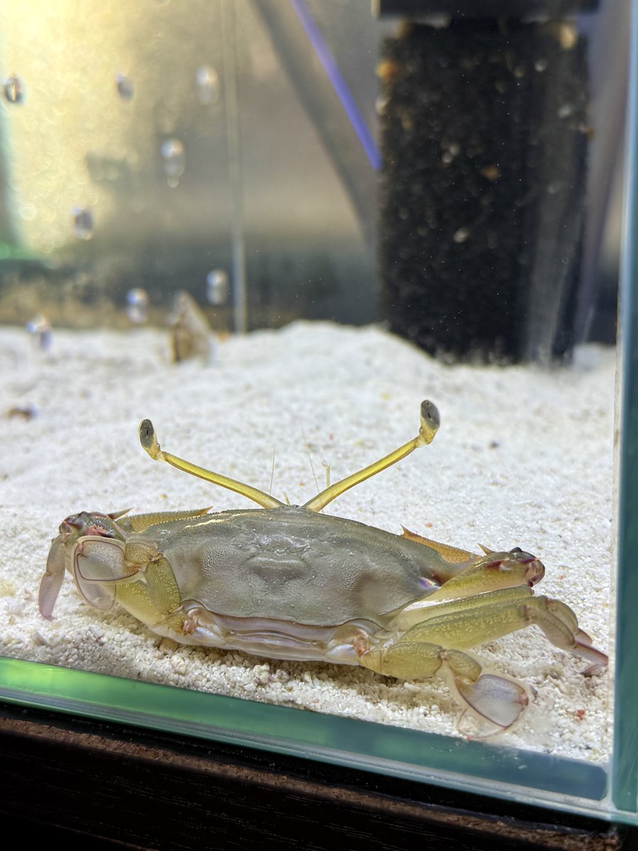 でんか@『海のあかちゃん』『ヤドカリ探索図鑑』 tweet media