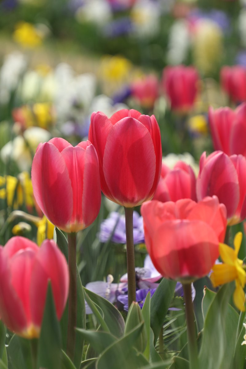 Kenji 🌸 delivering flowers every day 🌸 🐦 tweet media