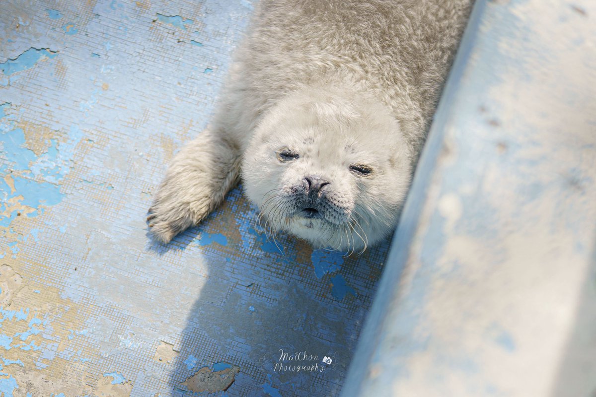 まいちょん＠きたそらちまったりLIFE tweet media