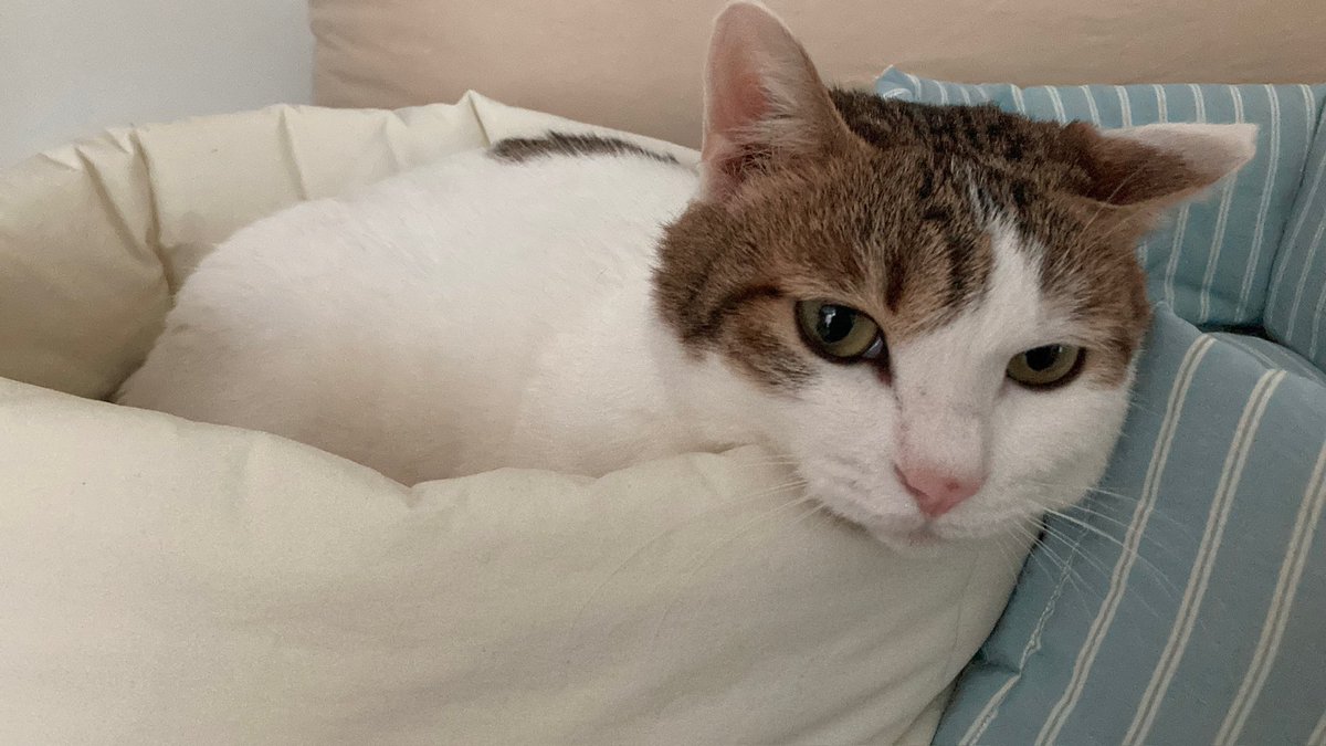 수목이 tweet media