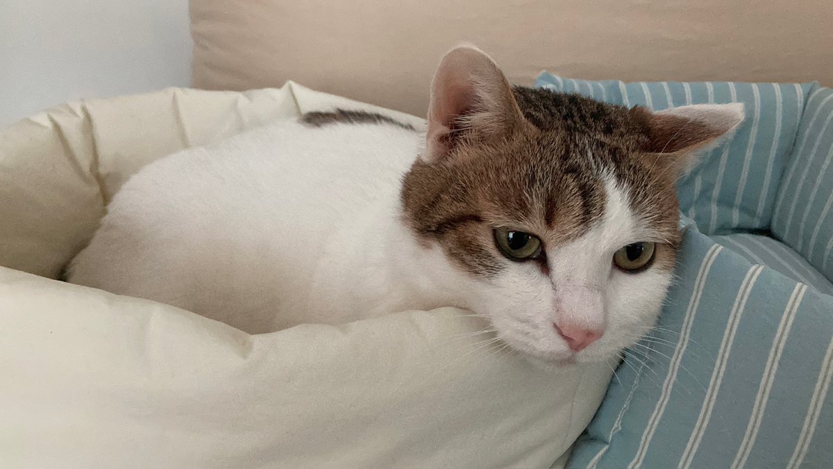 수목이 tweet media