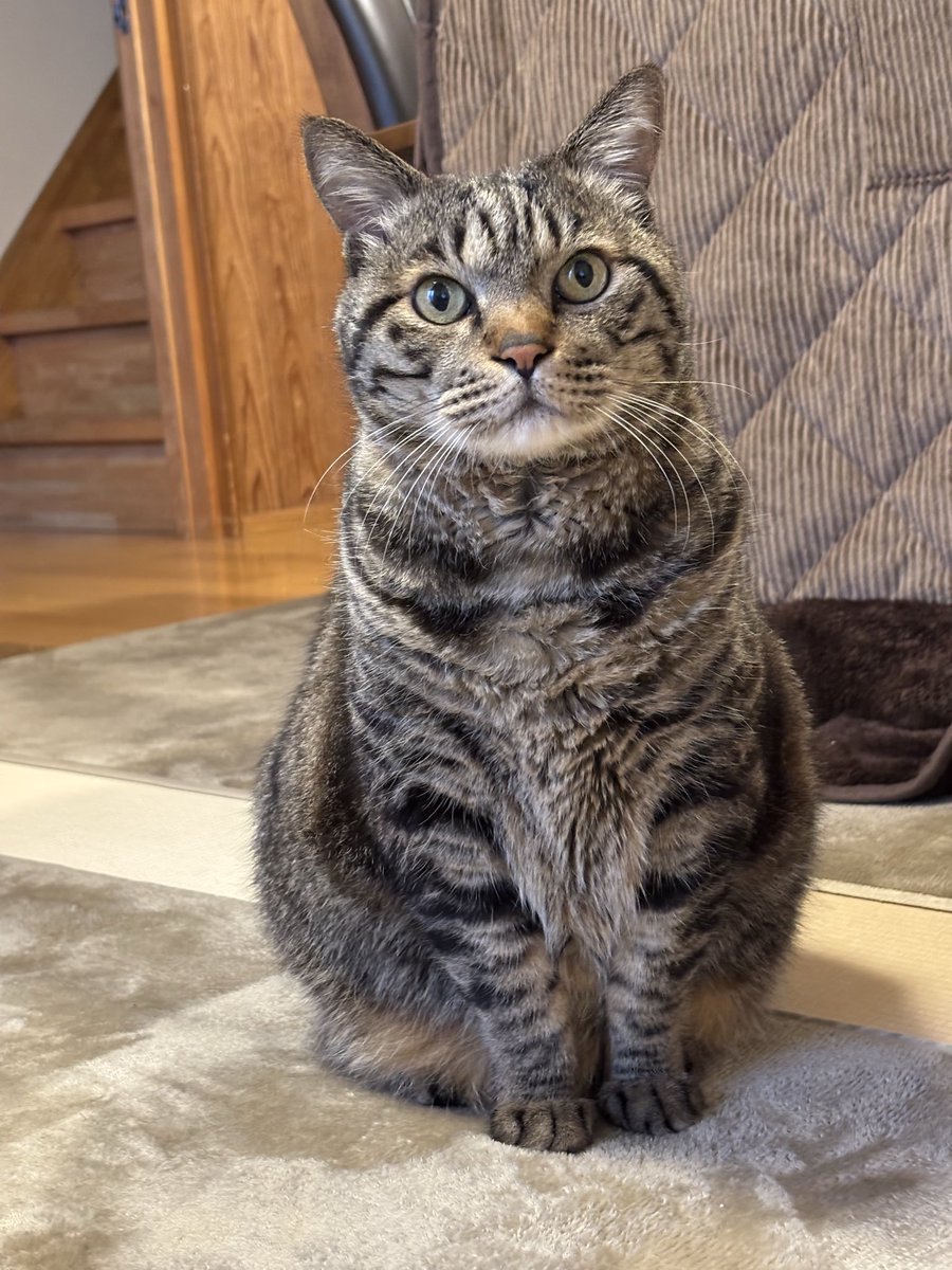 キジトラ虎三郎 tweet media