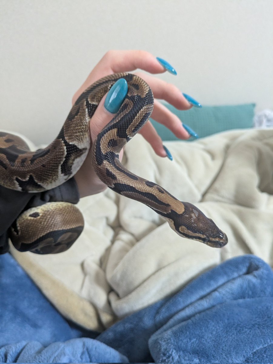 仔サモ @関けも【K-12】 tweet media