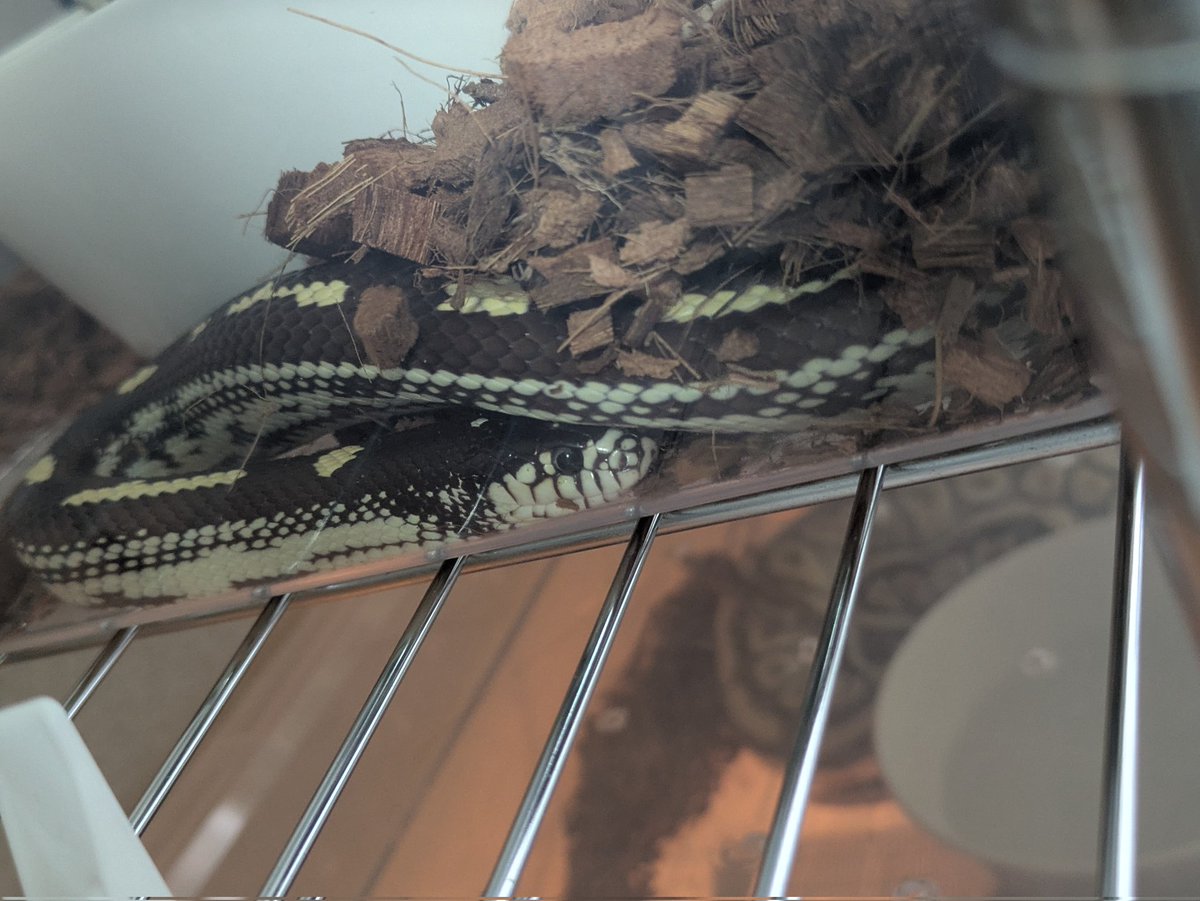 仔サモ @関けも【K-12】 tweet media