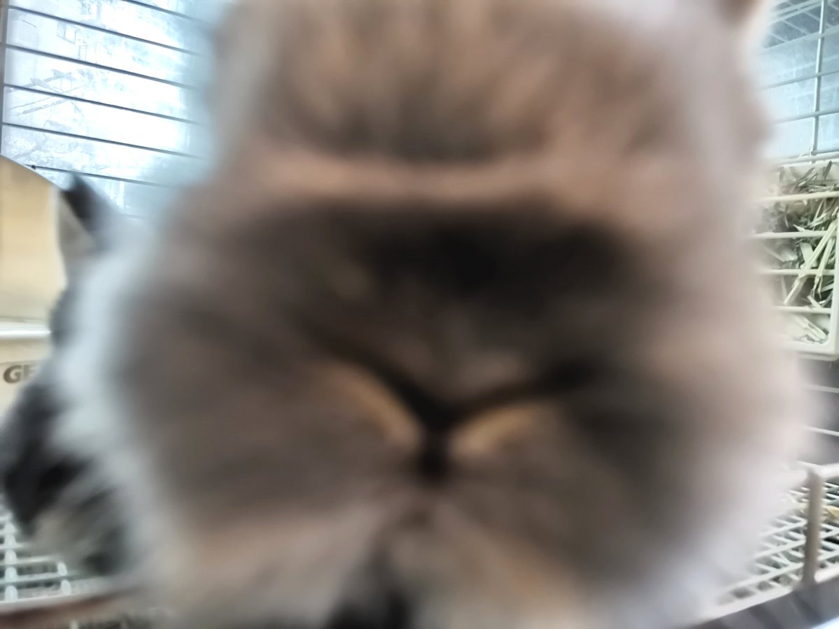 うさぎショップ LoveRabbit tweet media