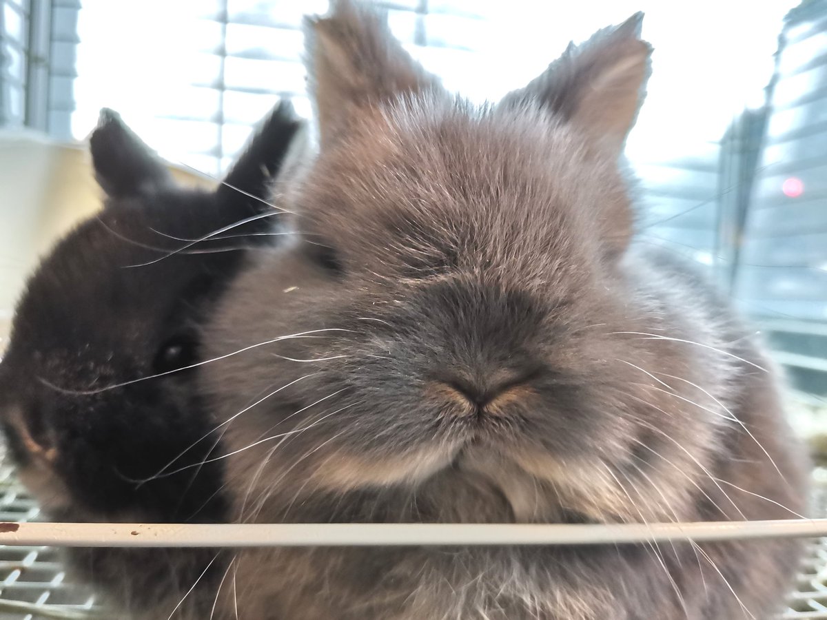 うさぎショップ LoveRabbit tweet media