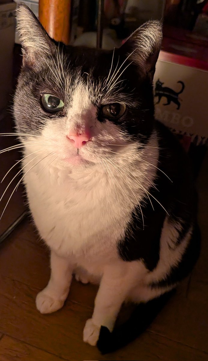 World News Alert tweet media