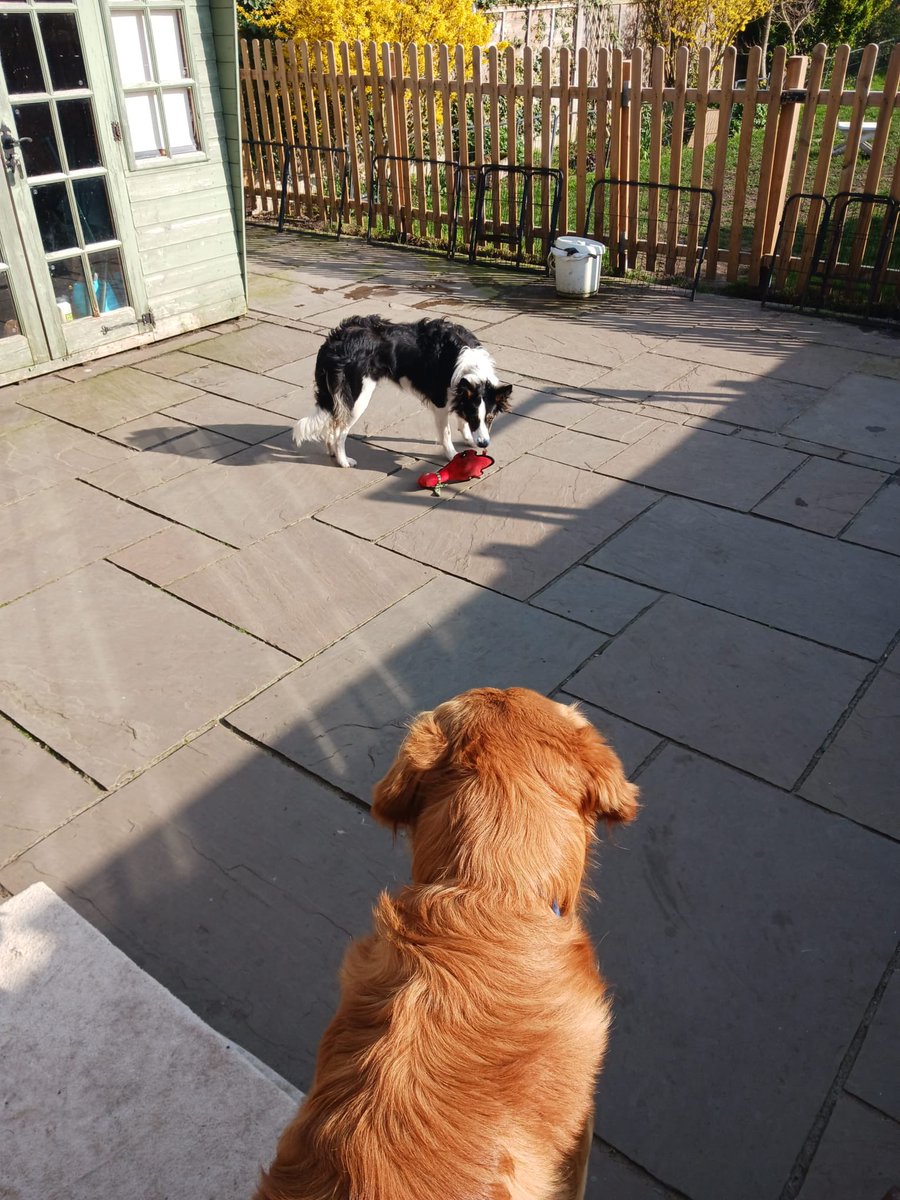 Puppy Bess and Auntie Kes tweet media