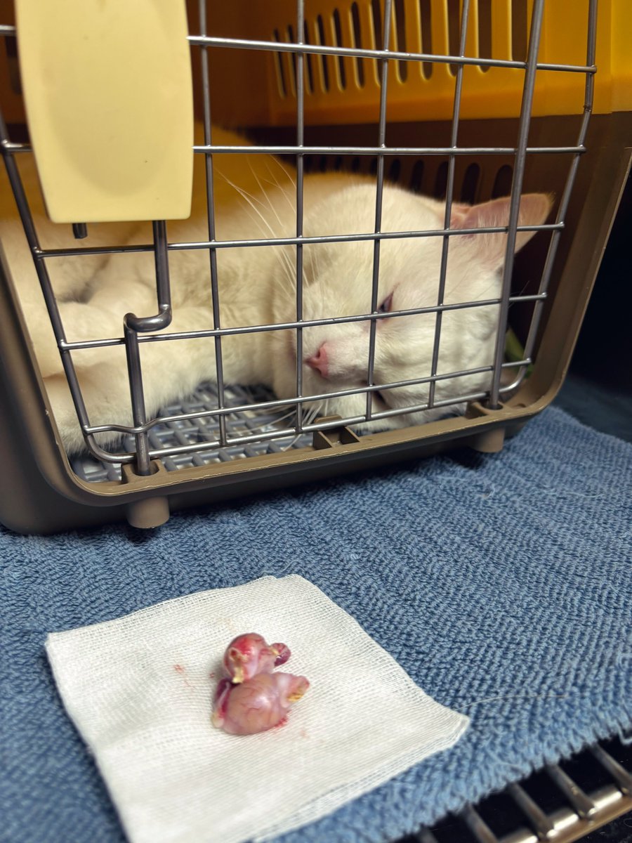 鈴 ヾ(・ω・*)ノ tweet media