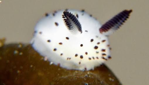 🔥Blaze🔥 tweet media