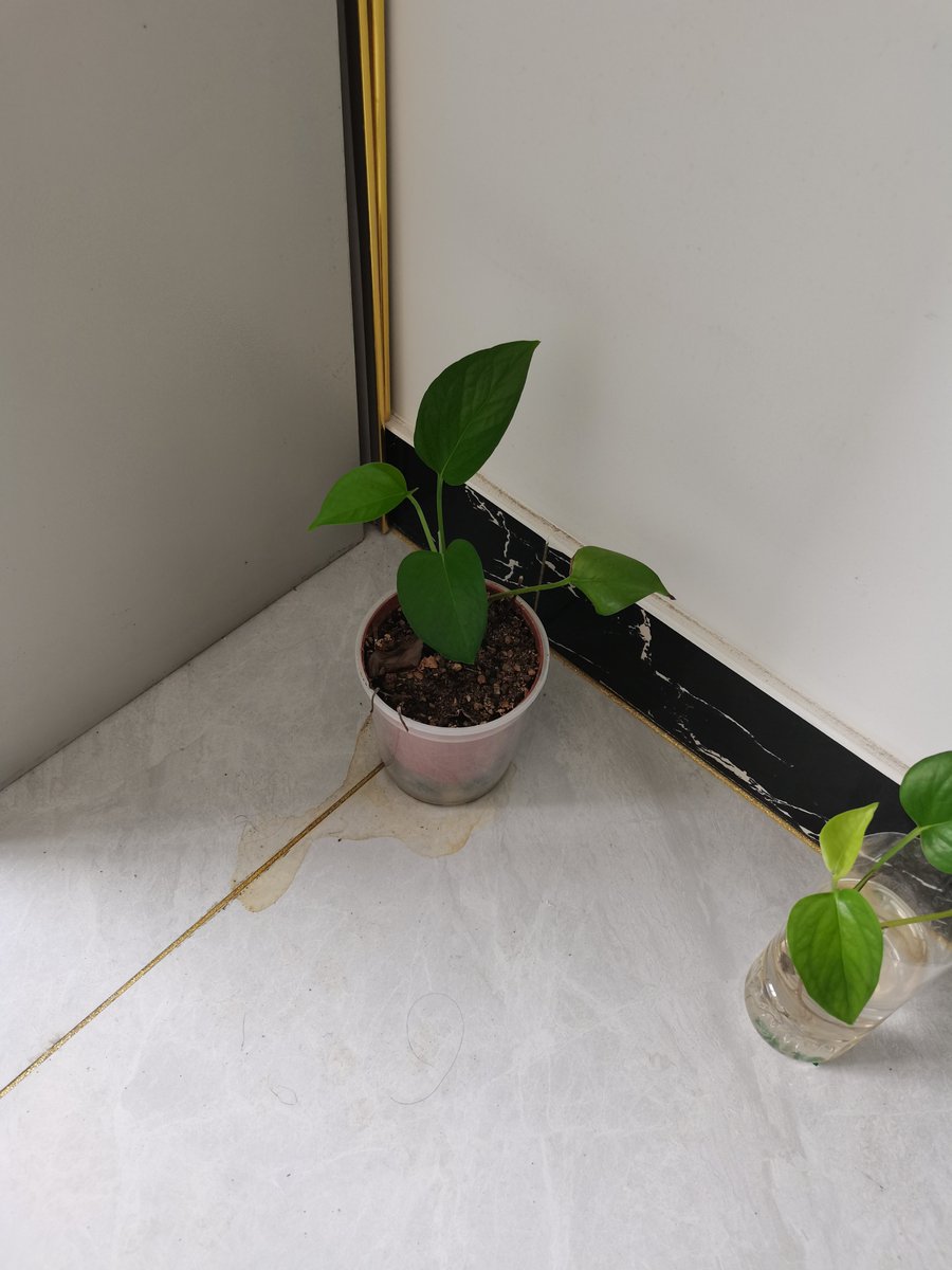 mahesh dev tweet media