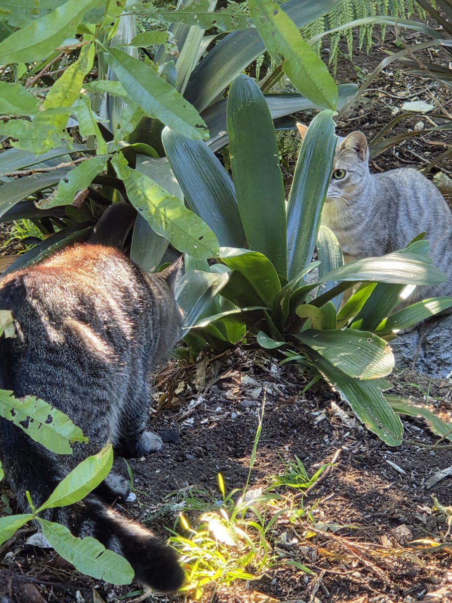 Shona Glentworth tweet media