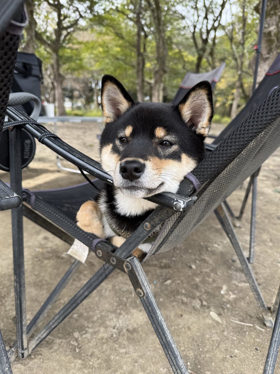 柴犬おこげ tweet media