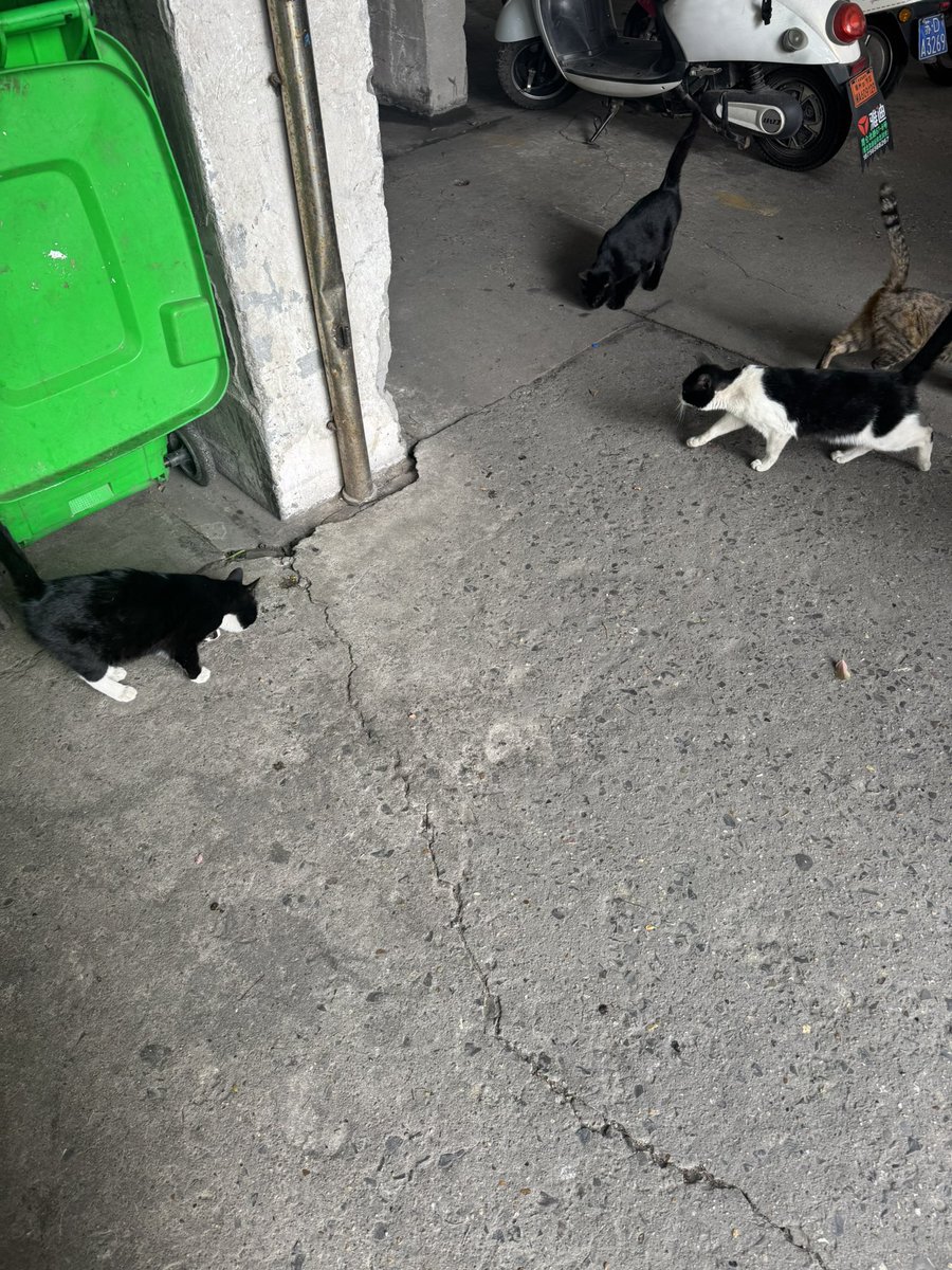 PokeMon3826's tweet photo. 希特喵带着猫猫小军团熬过了寒冬 买点猫粮给你们就不要天天吃垃圾桶或者伤害小鸟啦 https://t.co/qX6PpE6WSH