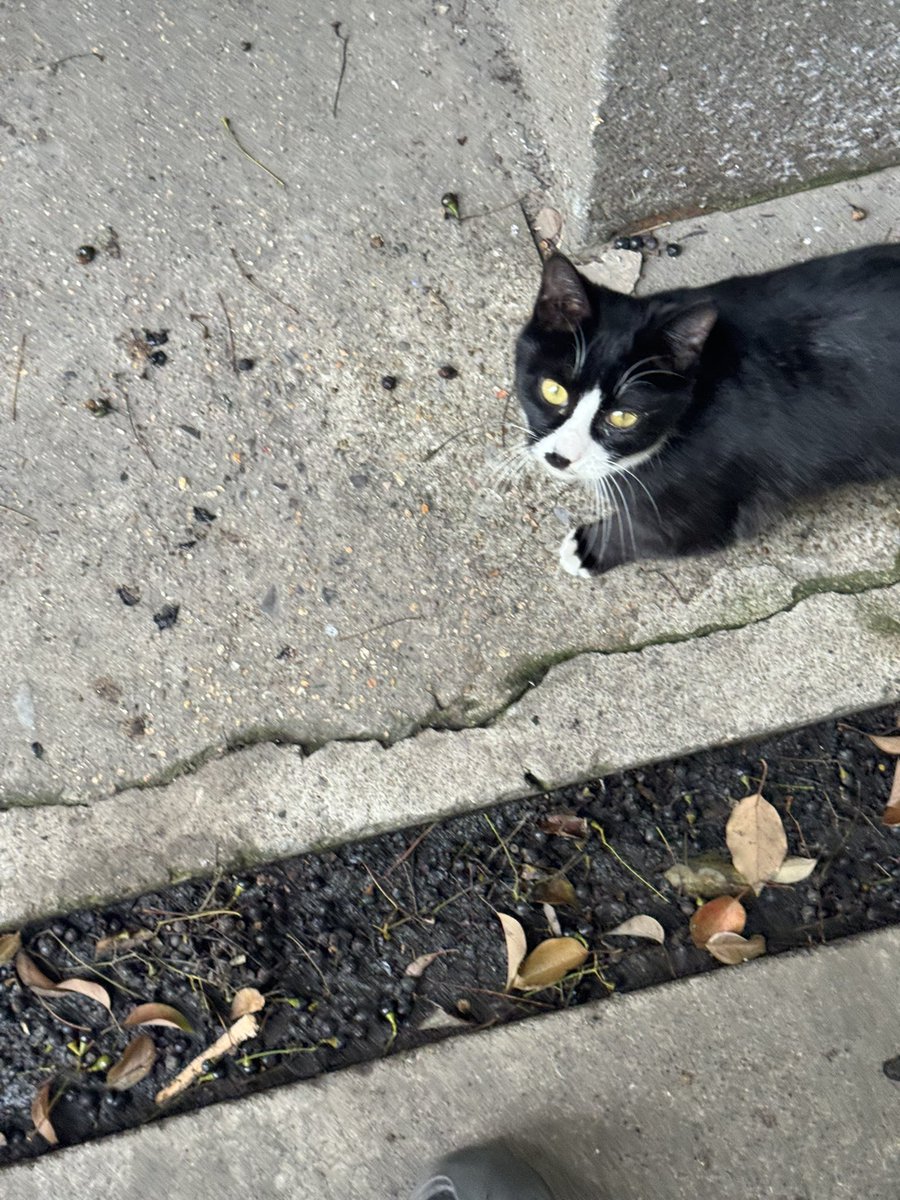 PokeMon3826's tweet photo. 希特喵带着猫猫小军团熬过了寒冬 买点猫粮给你们就不要天天吃垃圾桶或者伤害小鸟啦 https://t.co/qX6PpE6WSH
