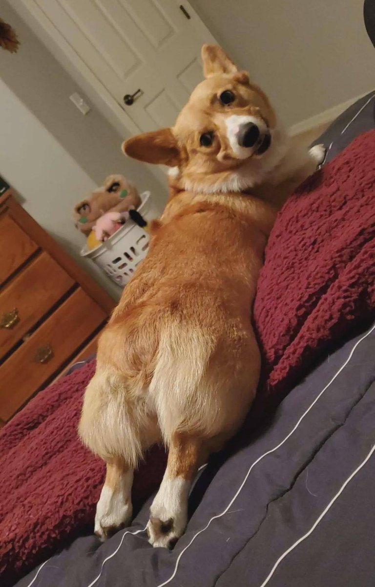 tracey corcoran tweet media