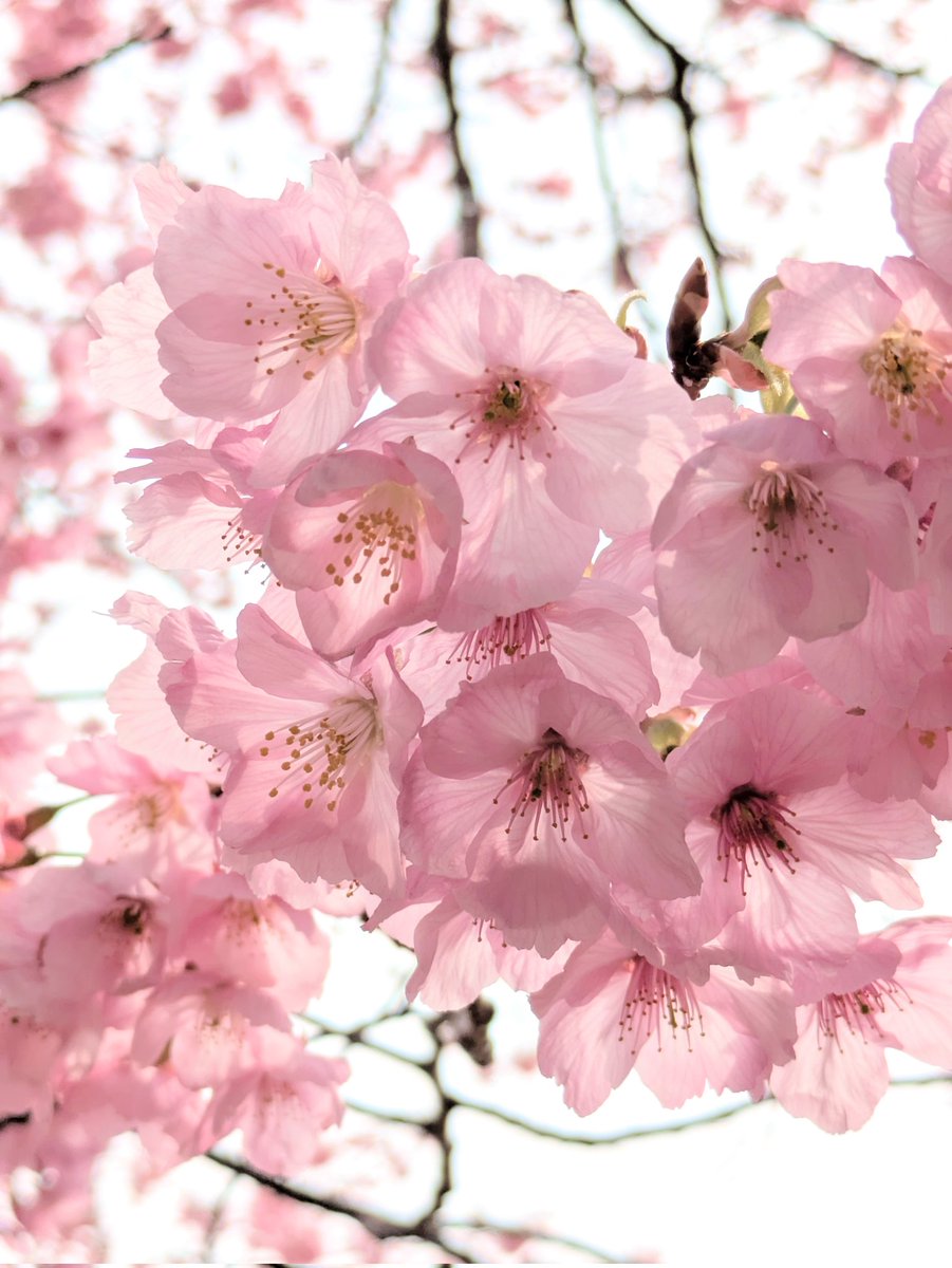 zero_04_05's tweet photo. 桜 https://t.co/ql0EtL7c7e