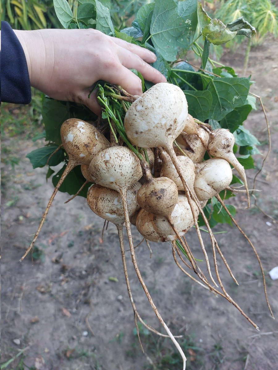 ©️พี่เป้พาเที่ยว®️🎏 tweet media