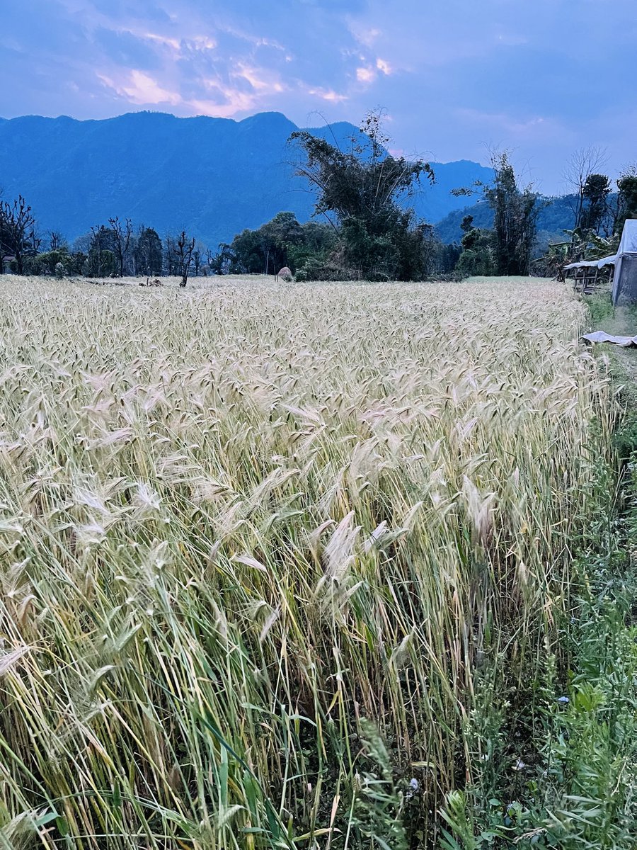 🙏साया💖💞 tweet media