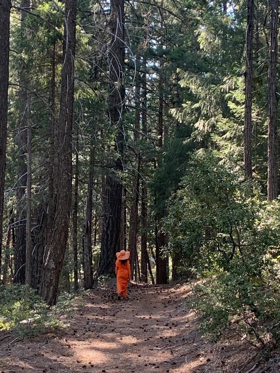 SadhviBhagawati's tweet image. Yesterday was International Forest Day. John Muir, one of my heroes, said “Into the forest I go, to lose my mind and find my soul. “ I can relate to that so incredibly deeply. It is in the trees, in the forest, in the woods that I find my truest self.
#forestbathing #forests