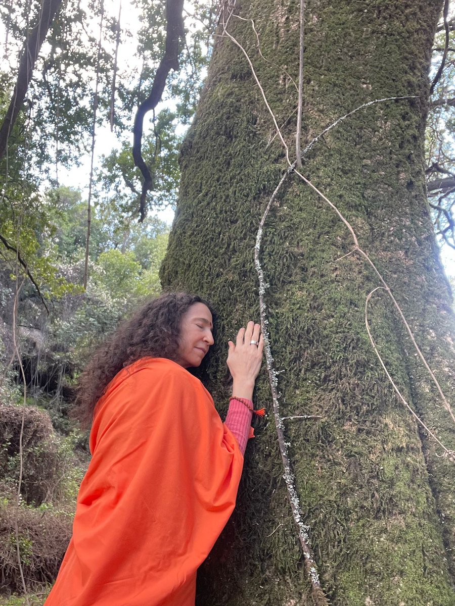 SadhviBhagawati's tweet image. Yesterday was International Forest Day. John Muir, one of my heroes, said “Into the forest I go, to lose my mind and find my soul. “ I can relate to that so incredibly deeply. It is in the trees, in the forest, in the woods that I find my truest self.
#forestbathing #forests