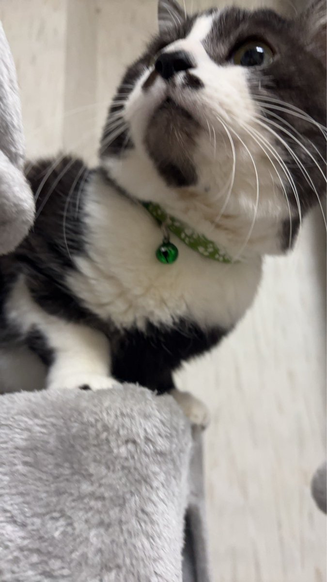 innu0731's tweet photo. こげ、朝起きた飼い主を見て1番喜んで飛び込んでくるのかわいいし。ねこは寝過ぎている飼い主を心配してはなちゅんしてくるの可愛い。 https://t.co/BXu36OdoRN