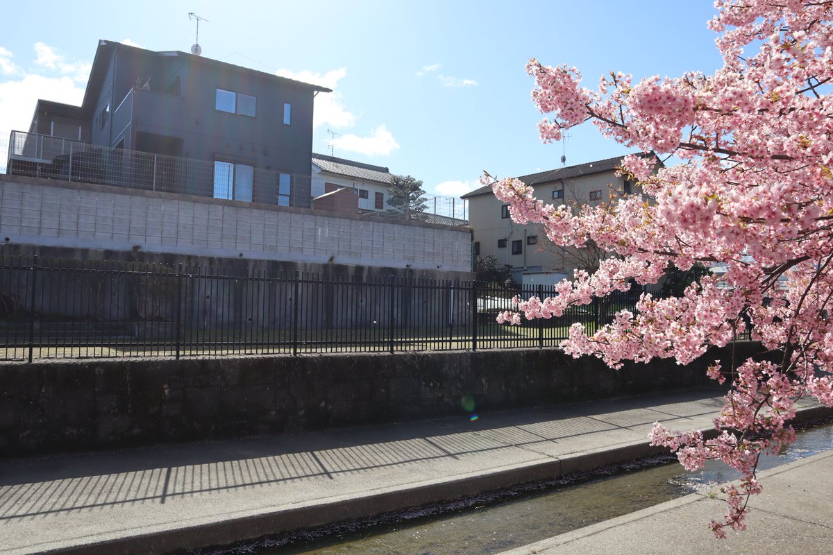 DannyCosmos's tweet photo. 先週の早咲き桜🌸 https://t.co/y8LaNSgXl9