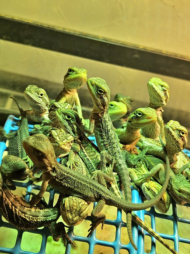 MYCふぁーむ(嫁) tweet media