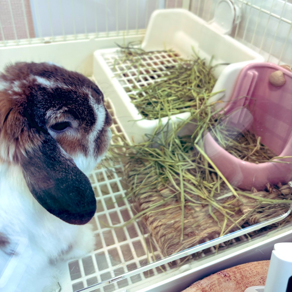 ロップイヤーのるー🐰 tweet media