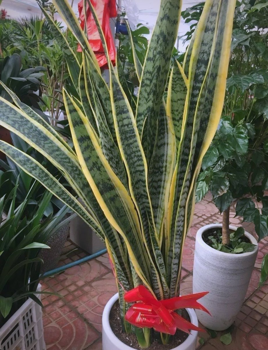 roj_rohat tweet media