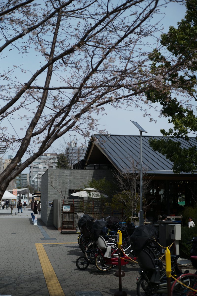 池袋で買い物をした後、 南大塚地域文化創造館まで歩く際、イケサンパークを通りました。

東池袋方面から入ると、桜が🌸
満開ではありませんが、かわいいお花が咲いています✨

お近くの桜を見てみてください。
もしかしたら咲いているかも！？(✍️南大塚)

#ぷらりとしまU30s #ぷらりとしま #豊島区