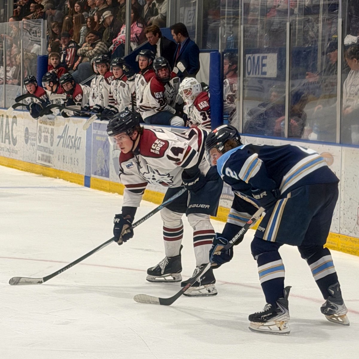 Fairbanks Ice Dogs tweet media