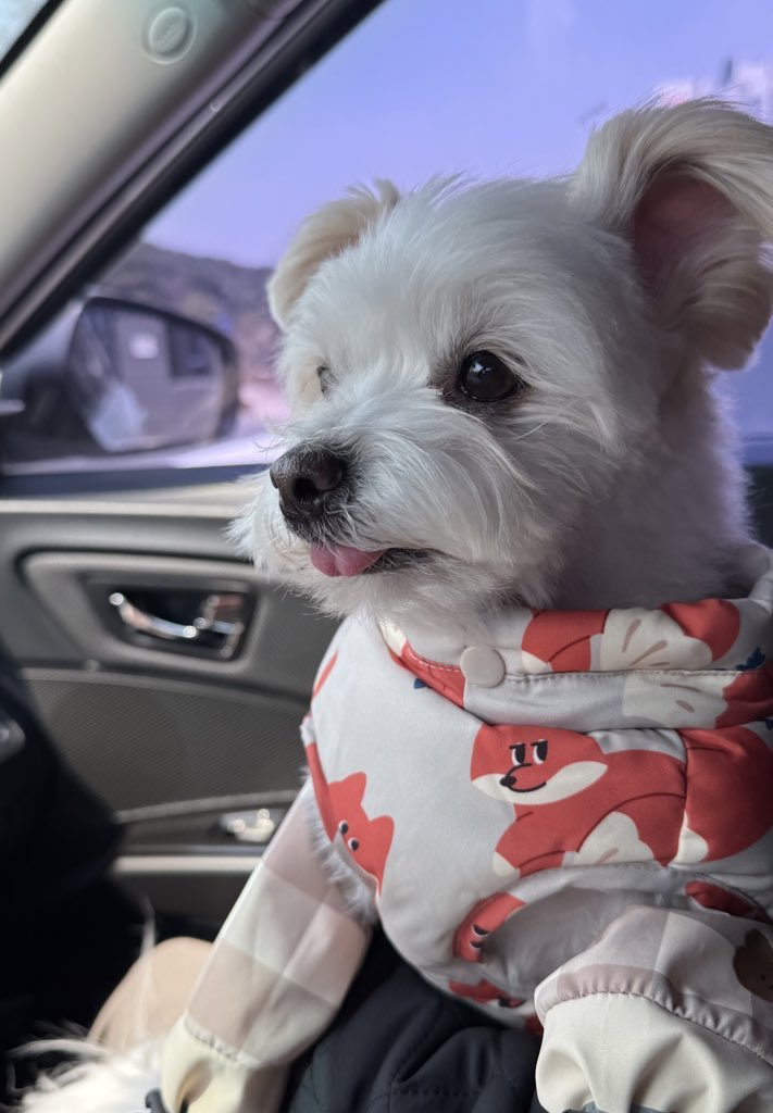 강아지 tweet media