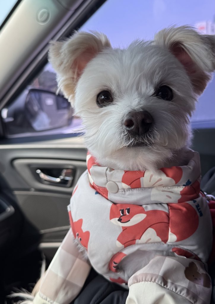 강아지 tweet media