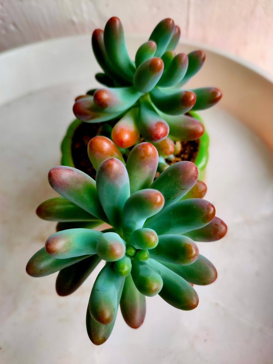 Cevat Macartay  tweet media