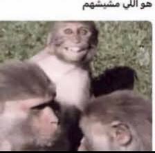 لـــ tweet media