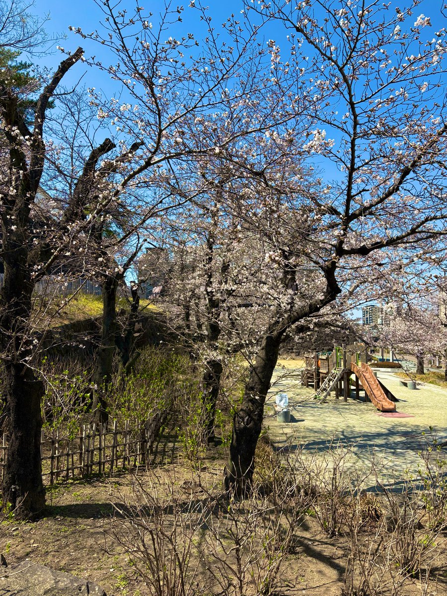 ちゃんこ -ChanCo- tweet media