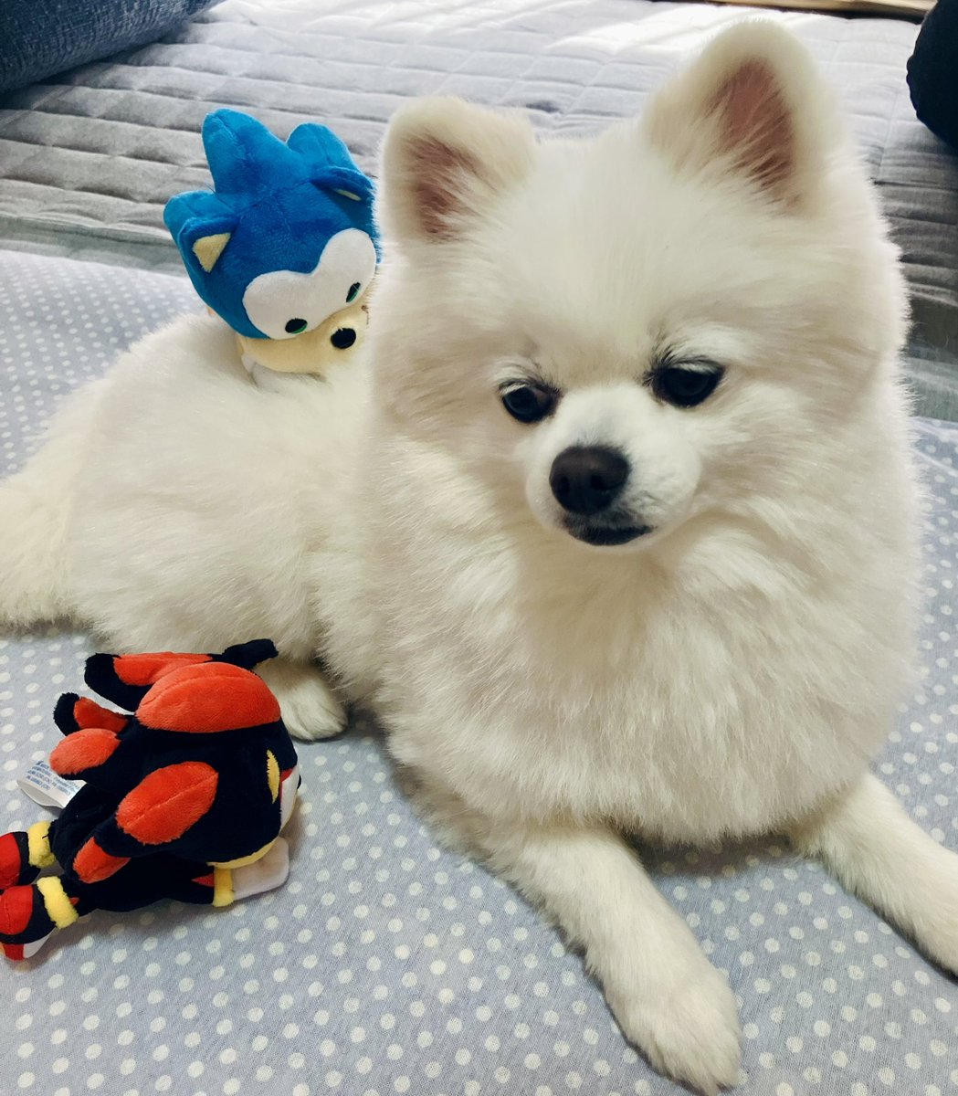 寝そべり⚫️🔵とイッヌ🐶