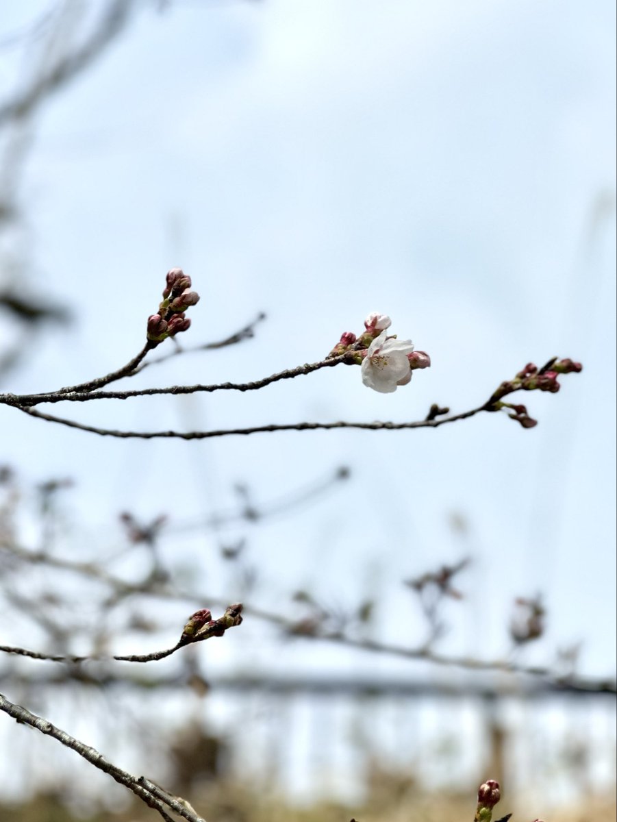 OndHotel's tweet photo. 桜が咲き始めました🌸 https://t.co/pDp3T3VPq1